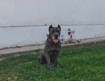 Darujeme cane corso