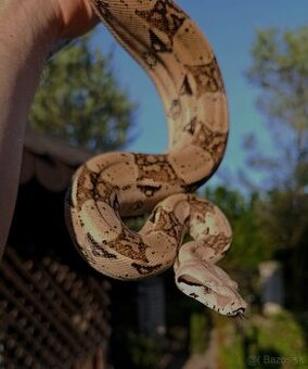 Veľhad Kráľovský / Boa Constrictor