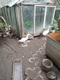 Indické bezce a husky - 1