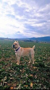 Cane Corso