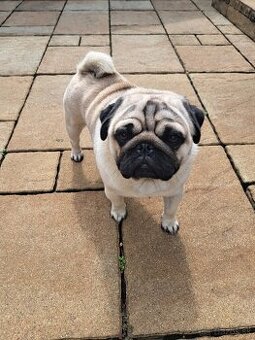 Mops na krytie