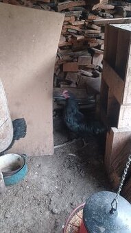 Predam kohutou australorpky