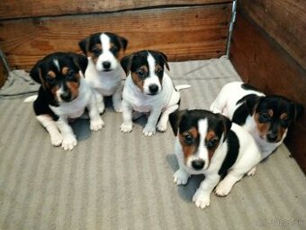 Jack Russell Teriér šteniatka