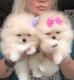 K dispozícii sú zdravé šteniatka pomeranskeho špica