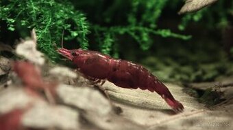 Neocaridina Bloody mary