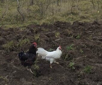 Kohúti na predaj - 1