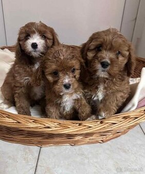 Pudel, cavalier, cavapoo