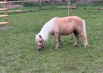 Shetlandský pony kobyla s PP