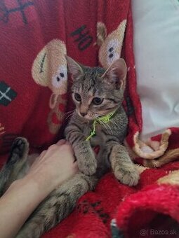 Darujem za veterinárne poplatky