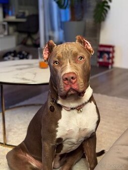 American bully xl lilac tricolor