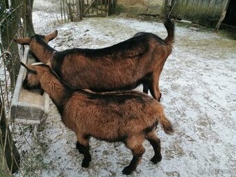 predám mladú bezrohú kozu s jej bezrohou kozičkou