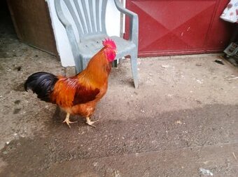 Predám kohúty Hempšír