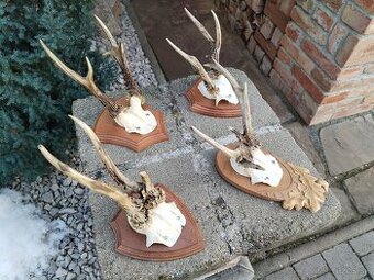 Srnčie trofeje na podlozkach