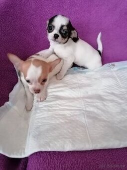 Čivava krátkosrstá