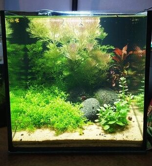 Nenáročné akvárium s krevetkami