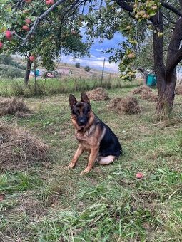 Nemecký ovčiak na krytie