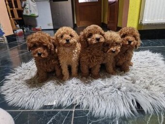 pudlik, pudel s PP, red