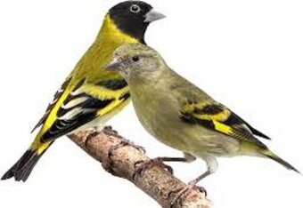 Kupim samicky cizika Magalanskeho