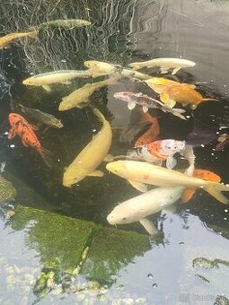 Predám Japonské aj euro koi kapre