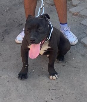 American pitbul terier