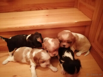 Cavalier King charles spaniel