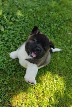 Americká Akita - American Akita
