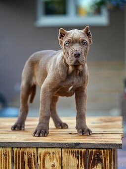 Bandog , Mastiff , Mollos