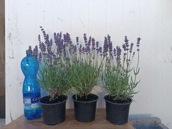 Lavandula angustifolia