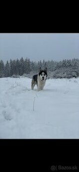 Husky