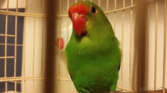 Agapornis Etiopsky-TARANTA