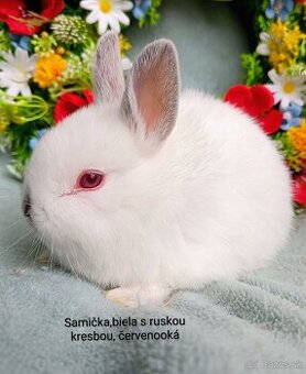 Zakrslý králik s VP - samička ruská kresba