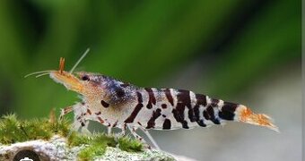 Krevetky Caridina tiger