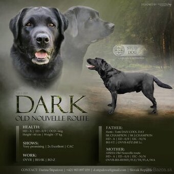 Ponúkam psa na krytie  - labrador retriever