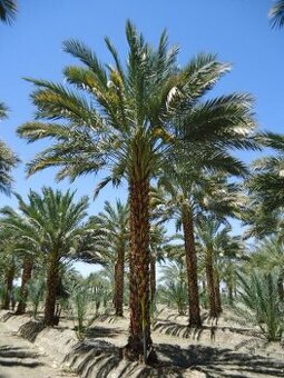 Palma Phoenix dactylifera semená