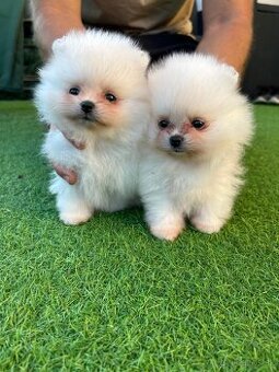 Pomeranian - 1