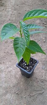 Anonna reciculata-Byčie srdce