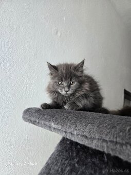 Maine coon