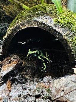 Pralesnička batiková (Dendrobates auratus)