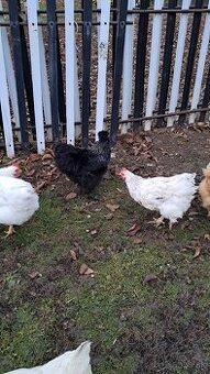 Kohút hodvábničky