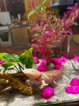 Axolotl mexický + príslušenstvo