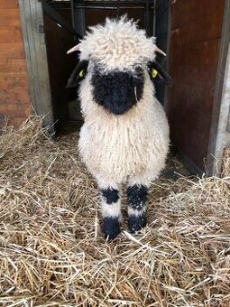 Kúpim kontaktné ovce