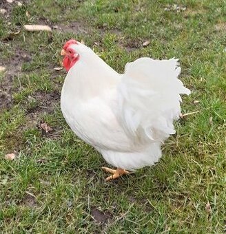 Wyandotka biela zdrobnela