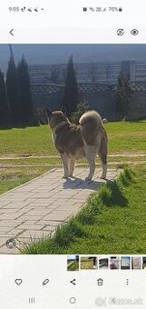 Americka akita