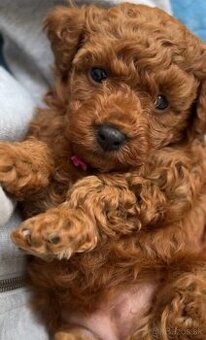 Kúpim mini maltipoo - fenku
