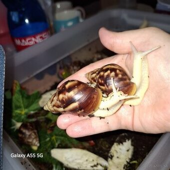 Slimaky lissachatina fulica albino body