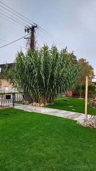 Ponukam arundo donax bambusova trava