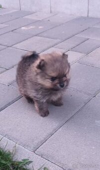Oranžoví trpazličí špic Pomerian