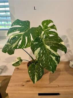 Monstera thai, Monstera albo, Monstera esqueleto