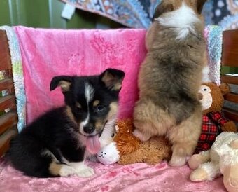 Samec a samica rozkošného úžasného Pembroke Welsh Corgi