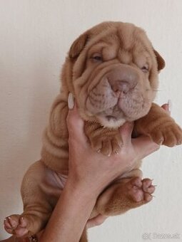 Sharpei, šarpej stěně s PP